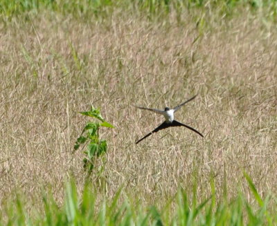 Fork-tailed Flycatcher, Gamboa, Panama