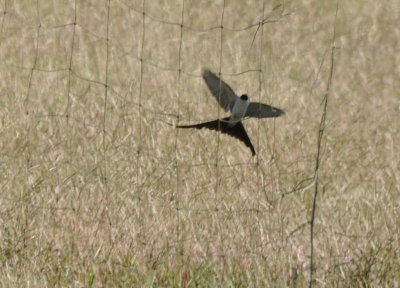 Fork-tailed Flycatcher at a soccer net