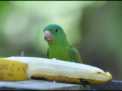 Orange-chinned Parakeet eating a banana, Gamboa, Panama
