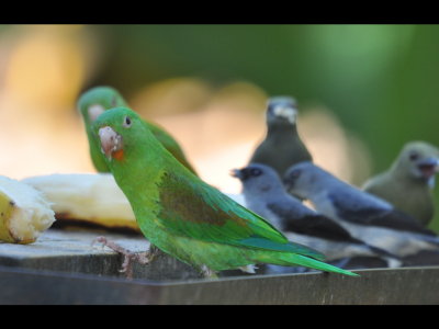 Orange-chinned Parakeets, Plain-colored and Palm Tanagers