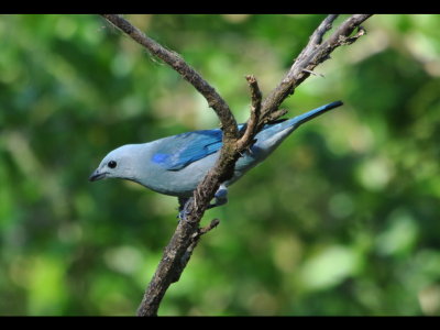 Blue-gray Tanager waiting for a place at the table.