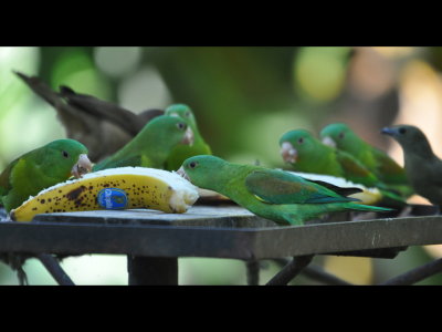 Orange-chinned Parakeets with a Clay-colored Thrush and Palm Tanager in the background