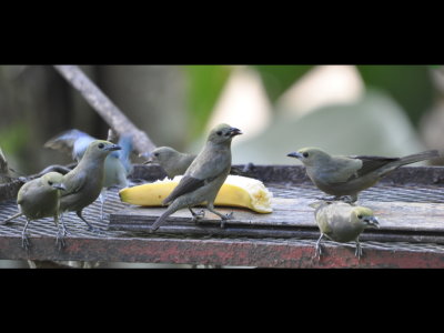 Six Palm Tanagers and one Blue-Gray
