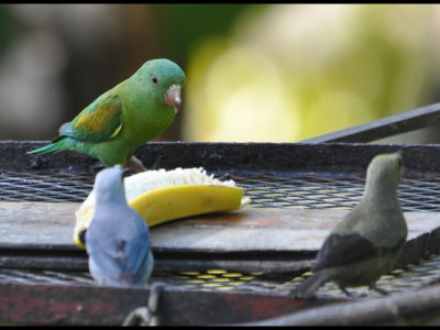 Orange-chinned Parakeet, Blue-gray Tanager and Palm Tanager