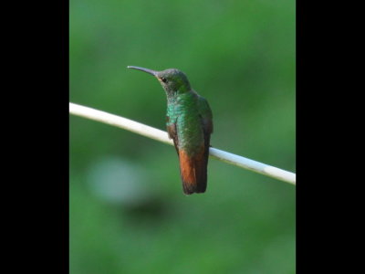 Rufous-tailed Hummingbird, Canopy B & B, Gamboa, Panama