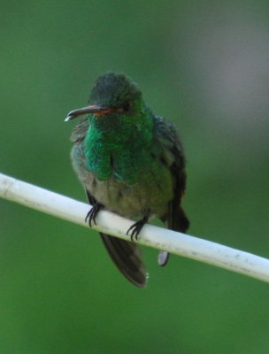 Front view of Rufous-tailed Hummingbird