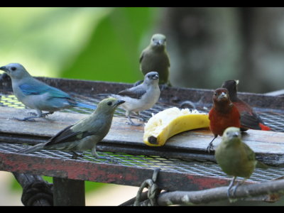 Blue-Gray, Palm, Plain-colored and Crimson-backed Tanagers