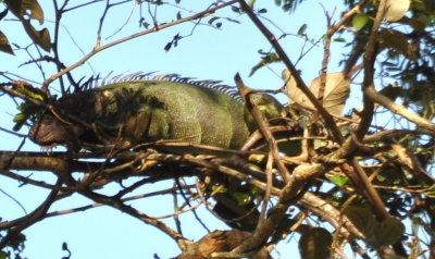Iguana in a tree at the parking area at Gamboa resort