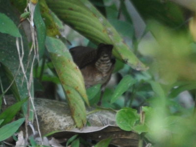 House Wren scurrying into the undergrowth near one of the buildings.