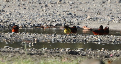 Crimson-backed Tanagers and a flycatcher bathing and drinking at a puddle in the gravel road.