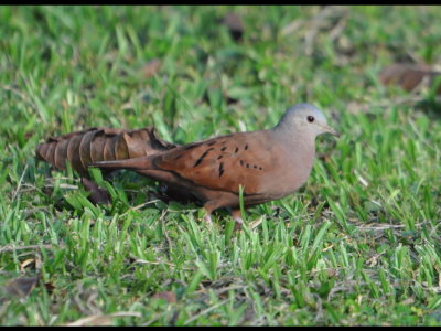 Male Ruddy Ground Dove