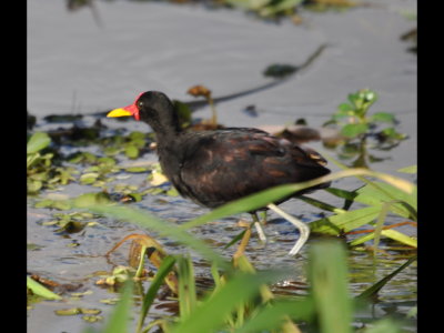 Back out in the sun at the edge of the lake,
we found some Wattled Jacanas wading.