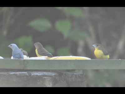 Blue-gray, Palm and two female Flame-rumped Tanagers at a feeder