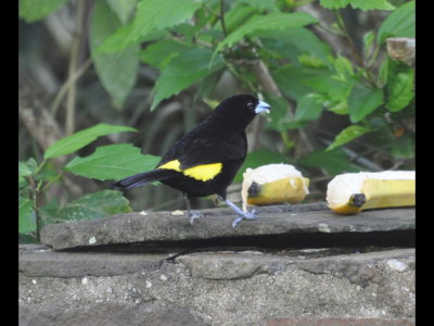 Male Flame-Rumped Tanager