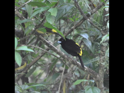 Female and Male Flame-rumped Tanagers