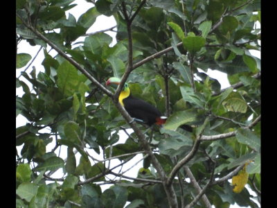 Keel-billed Toucan
Mary and others also saw the Chestnut-mandibled Toucan here.