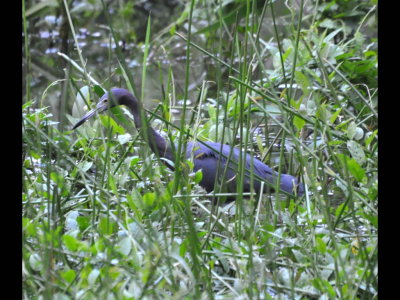 Little Blue Heron wading in marshy water