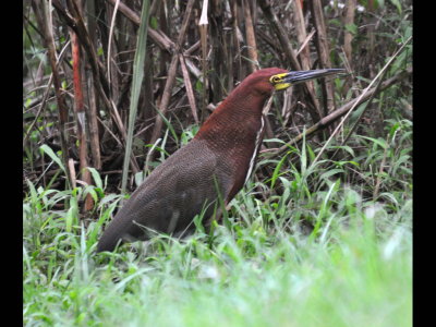Adult Rufescent Tiger-Heron
We were walking along a path near the edge of reed-filled water.