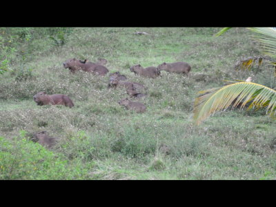 We left the area with individual buildings a drove along a road that took us between the Gamboa resort condominiums above and these Capybaras below. Can you see the two birds?