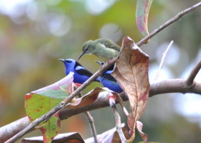 Two males and a female Red-legged Honeycreepers were also in the tree at Gamboa resort.