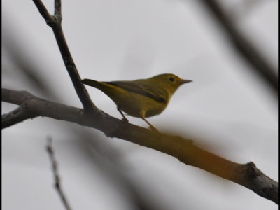 And the Yellow Warbler again