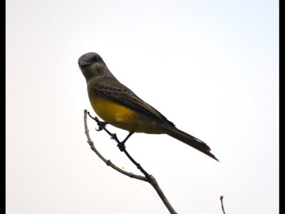 Tropical Kingbird in the same tree at Gamboa resort
