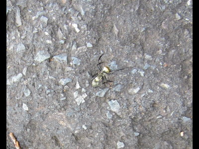 We had seen Azteca ants, Leaf-cutting ants and Army ants on our previous days' outings and today we saw a few of these ants on the asphalt road. When we zoomed in on them, they looked metallic.
