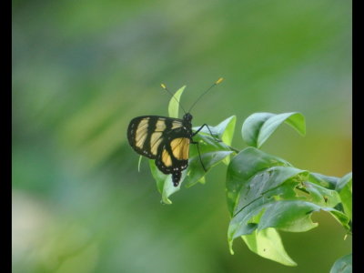 Yellow and black butterfly