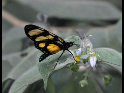 Yellow and black butterfly