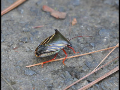 Hemiptera on road at Cerro Azul, Panama