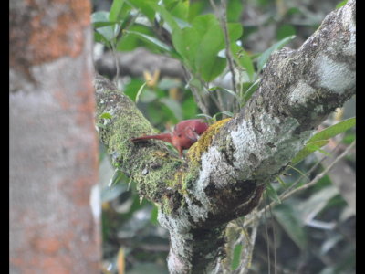 Male Hepatic Tanager