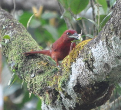 Male Hepatic Tanager with something in its bill