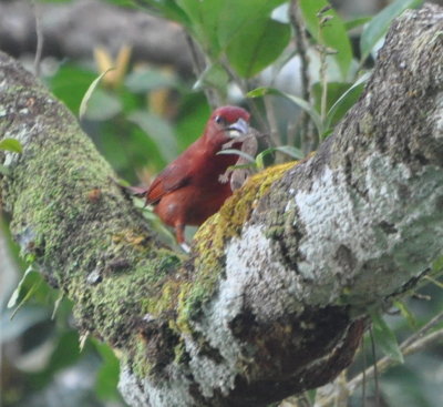 Male Hepatic Tanager with a gecko!