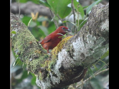 Male Hepatic Tanager at Cerro Azul, Panama