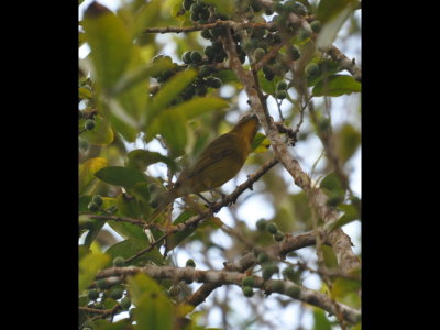 Female Hepatic Tanager
