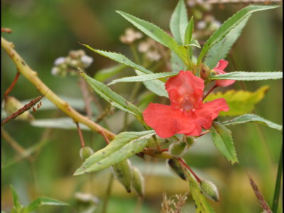 Red flower, Cerro Azul, Panama