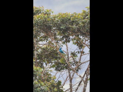 Blue Cotinga in a distant tree, Cerro Azul, Panama