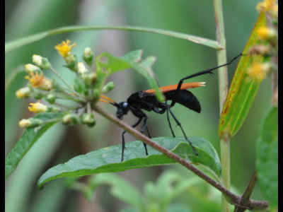 Tarantula Killer or Tarantula Hawk wasp on a flower along the road in Cerro Azul, Panama