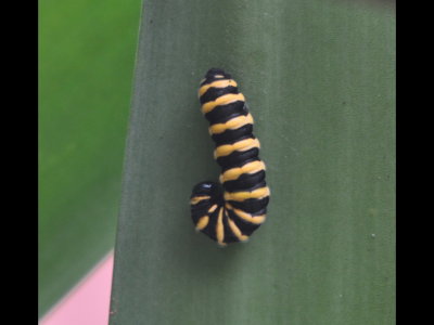 Yellow and black caterpillar near butterfly. Coincidence?