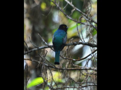 Gartered Trogon