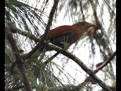 Squirrel Cuckoo, one of two darting from tree to tree