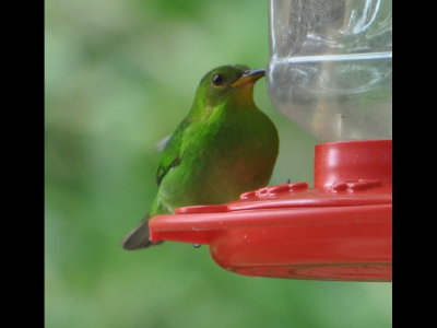 Female Green Honeycreeper on a hummingbird feeder
