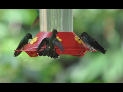 Snowy-bellied Hummingbird (L), female Violet-crowned Woodnymph (C), female White-necked Jacobin (R) on a feeder at a private home, Cerro Azul, Panama
