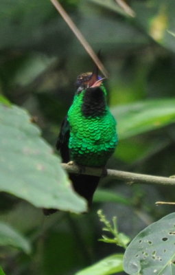 Violet-capped Hummingbird, private home, Cerro Azul, Panama