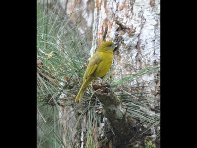 Female Hepatic Tanager 