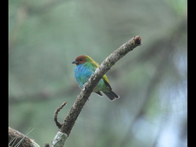 Adult male Bay-headed Tanager