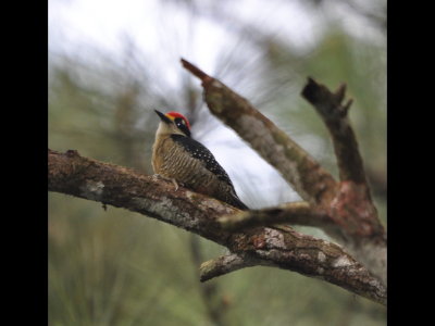 Male Black-cheeked Woodpecker