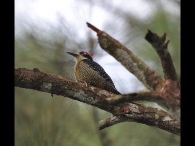 Male Black-cheeked Woodpecker
