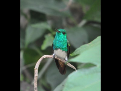 Snowy-bellied Hummingbird