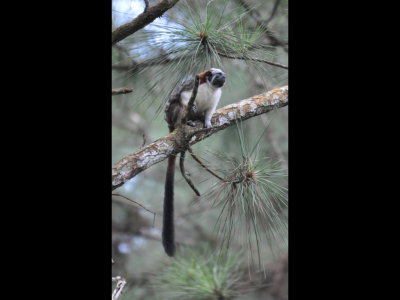 One of four Tamarin monkeys that came for the bananas the guides put out in feeders